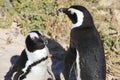 Two african penguins is taking sunbath. Royalty Free Stock Photo