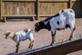 African Pygmy Goats Royalty Free Stock Photo