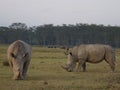 African rhinos standing side-by-side in a lush grassy field