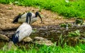 Two african sacred ibises together at the water side, tropical wading bird specie from Africa Royalty Free Stock Photo