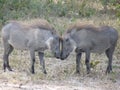 African warthogs standing side by side in a lush field, surrounded by tall grass and trees Royalty Free Stock Photo