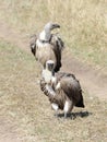 Two African White-backed Vulture