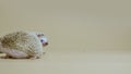 Two African whitebellied hedgehogs sniff and look around in studio on white background. Portrait of exotic predators