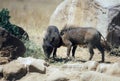two african wild boars fight Royalty Free Stock Photo