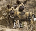 Two African Wild Dog pups watching in careful curiosity