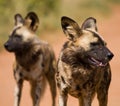 Two African Wild Dogs