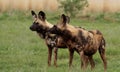 Two African Wild Dogs on Guard
