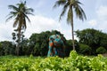 Two African Women In Traditional Dresses Cleaning Up An Extremely Weedy Maize Field