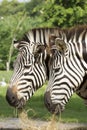 Two African Zebra eating grass Royalty Free Stock Photo