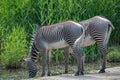 Two African zebras drinking water at small lagoon, closeup, details Royalty Free Stock Photo