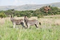 Two African Zebras on the savanah