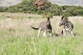 Two African Zebras on the savannah Royalty Free Stock Photo
