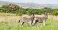 Two African Zebras on the savannah Royalty Free Stock Photo