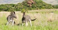 Two African Zebras on the savannah Royalty Free Stock Photo