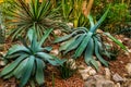 Two agave plants in a tropical garden, popular decorative tropical plants from America