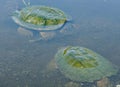 Two aged snapping turtles covered in algae, preparing to mate. Royalty Free Stock Photo