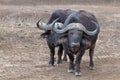 Two aggressive Cape Buffalo [syncerus caffer] bulls in the bush in South Africa Royalty Free Stock Photo