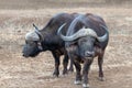 Two aggressive Cape Buffalo [syncerus caffer] bulls in the bush in South Africa Royalty Free Stock Photo