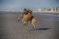 Two aggressive dogs fighting on a beach