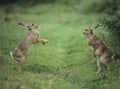 Two aggressive hares