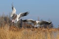 Two aggressive, hungry seagulls flying over water in the air with reeds in the background, hunting for food. Color wildlife photo. Royalty Free Stock Photo