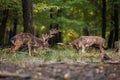 Two fallow deer fighting against each other in forest with copyspace.