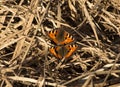 Two Aglais urticae butterflies sitting on dry grass