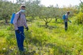 Two agriculturist people spraying herbicide in a field of olive trees.