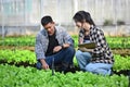 Two agronomists inspect plant disease and insects in organic farm. Agribusiness concept.