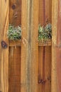 Two air plants growing on wooden fence Royalty Free Stock Photo