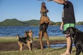 Two Airedale terrier dogs playing and jumping with his master . Royalty Free Stock Photo