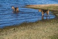 Two Airedale terrier dogs playing in the water. Royalty Free Stock Photo