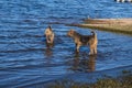 Two Airedale terrier dogs playing into the water. Royalty Free Stock Photo