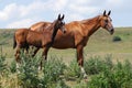 Two akhal-teke horses Royalty Free Stock Photo
