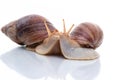 Two Akhatina snails kiss on the table. Isolated on white background. Close up Royalty Free Stock Photo