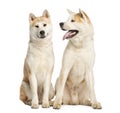 Two Akita Inus sitting and interacting, 2 years old