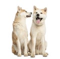 Two Akita Inus sitting and interacting, 2 years old