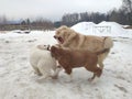 two Alabai puppies play with an adult mongrel dog. dog and puppies play fighting and biting each other