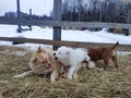 two Alabai puppies play with an adult mongrel dog. dog and puppies play fighting and biting each other