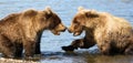 Two Alaska Brown Grizzly Bear Cubs Playing Royalty Free Stock Photo