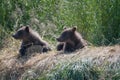 Alaskan brown bear cubs Royalty Free Stock Photo