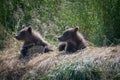 Alaskan brown bear cubs Royalty Free Stock Photo