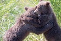 Two alaskan brown bear cubs playing Royalty Free Stock Photo