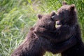Two alaskan brown bear cubs playing Royalty Free Stock Photo