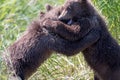 Two alaskan brown bear cubs playing Royalty Free Stock Photo