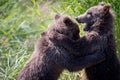 Two alaskan brown bear cubs playing Royalty Free Stock Photo