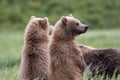 Alaskan brown bear cubs at McNeil River Royalty Free Stock Photo