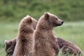 Alaskan brown bear cubs at McNeil River Royalty Free Stock Photo