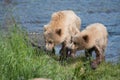 Two Alaskan brown bear cubs Royalty Free Stock Photo