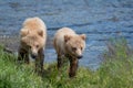 Two Alaskan brown bear cubs Royalty Free Stock Photo